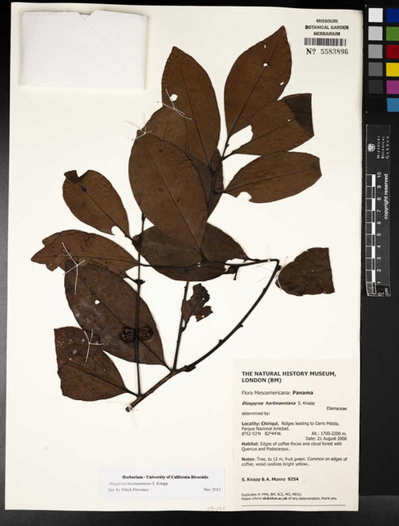 Diospyros juruensis subsp. hartmanniana photo 5
