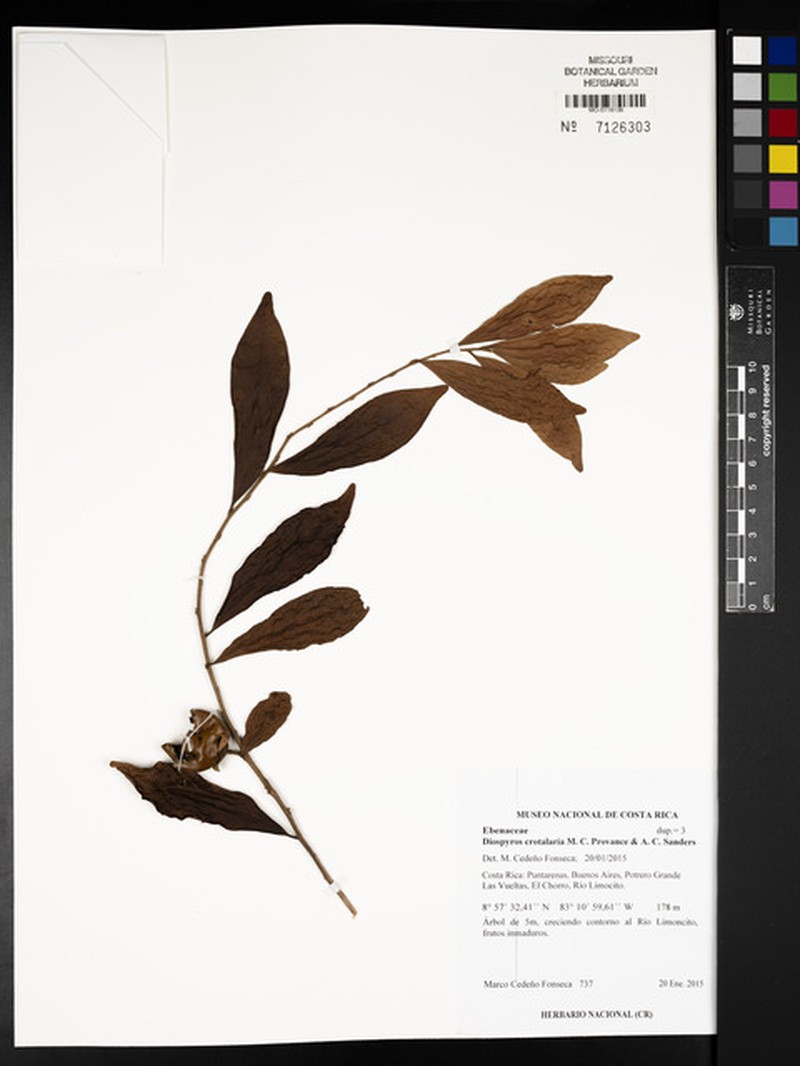 Diospyros juruensis subsp. juruensis