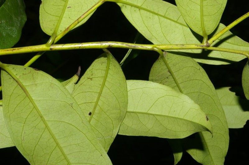Diospyros juruensis subsp. juruensis photo 2
