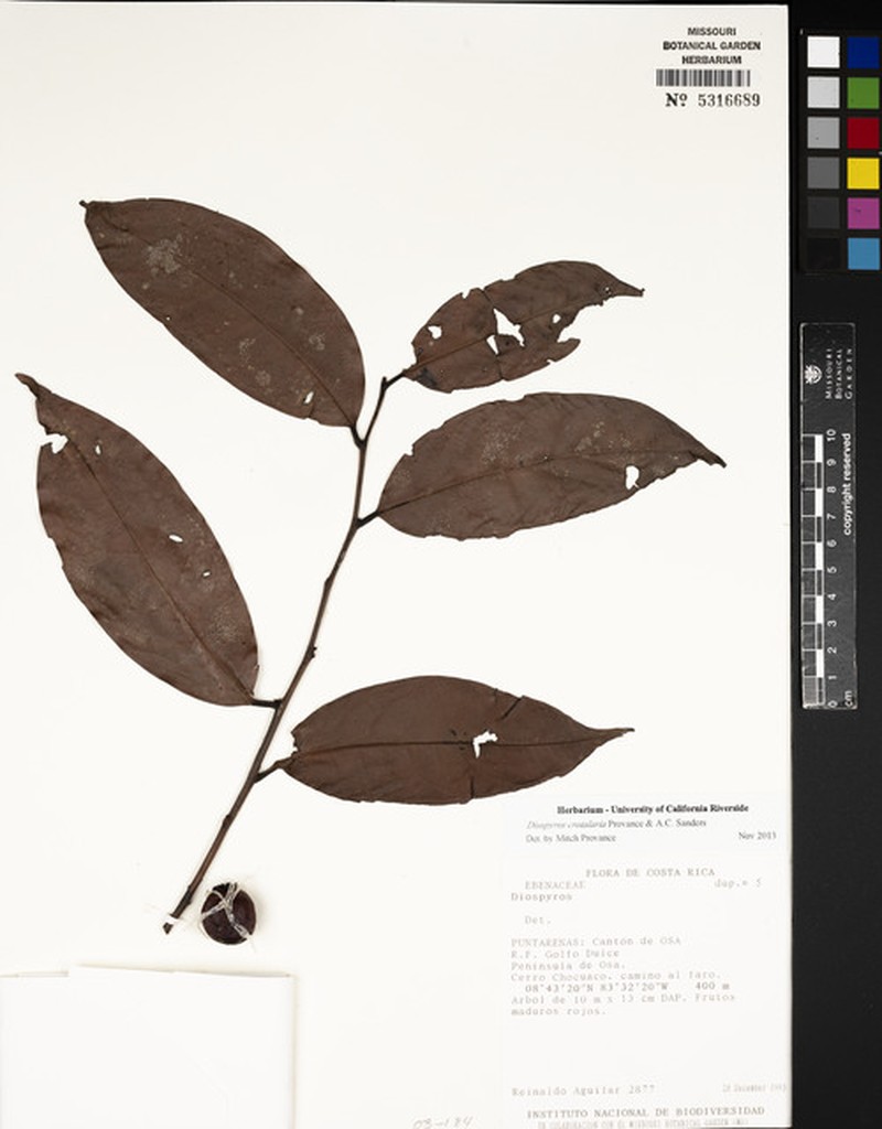 Diospyros juruensis subsp. juruensis photo 3