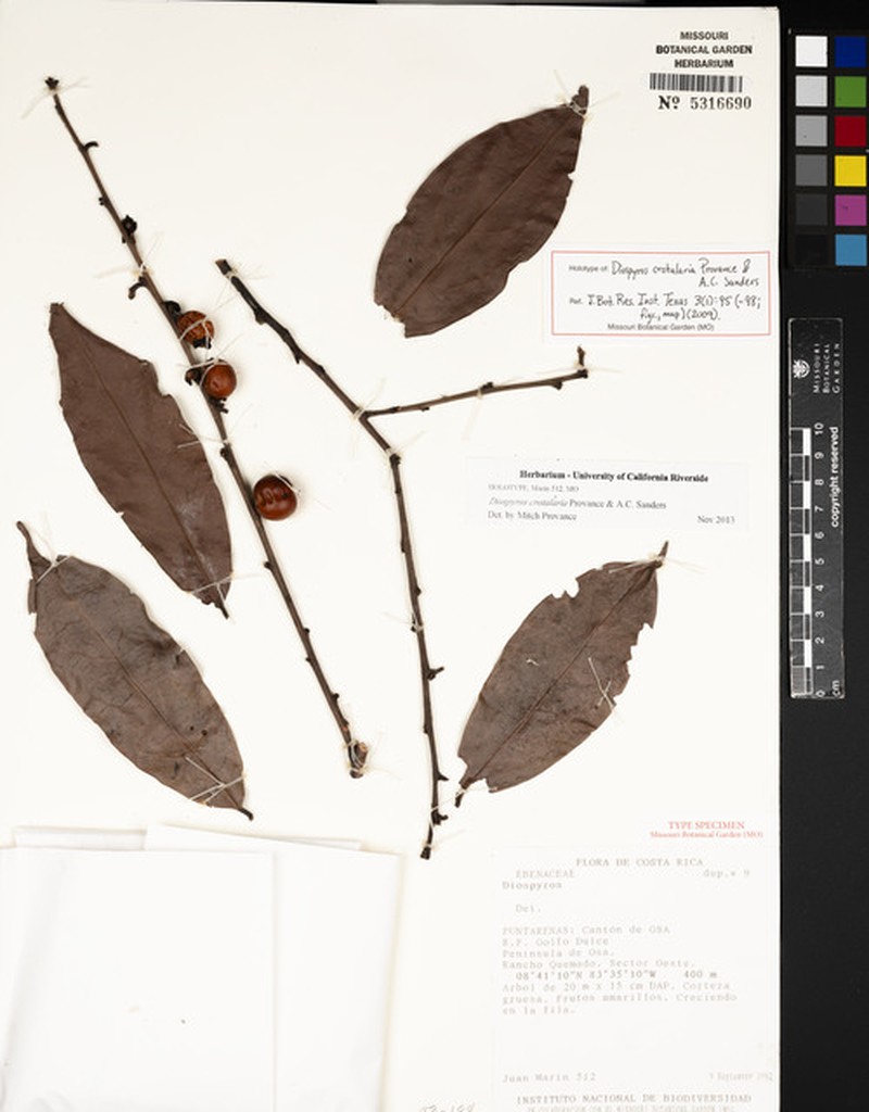 Diospyros juruensis subsp. juruensis photo 4