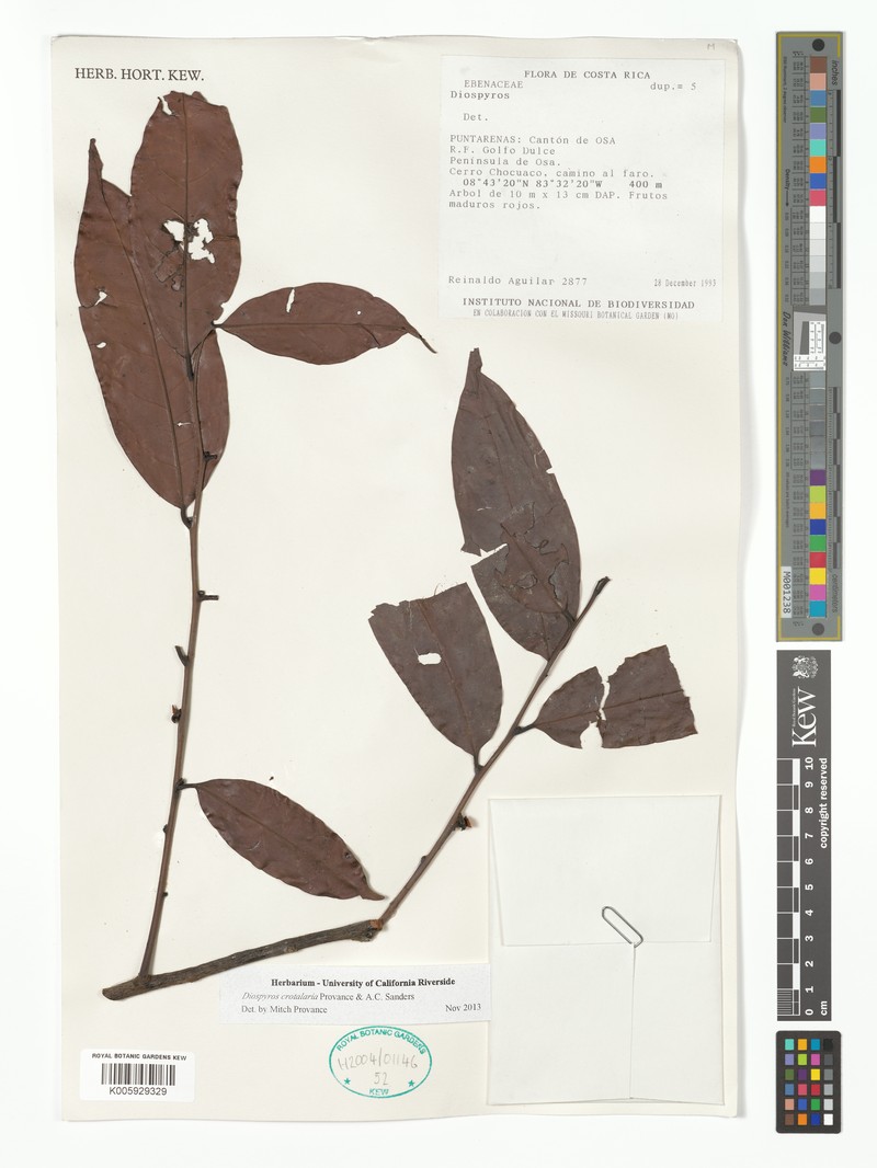 Diospyros juruensis subsp. juruensis photo 5