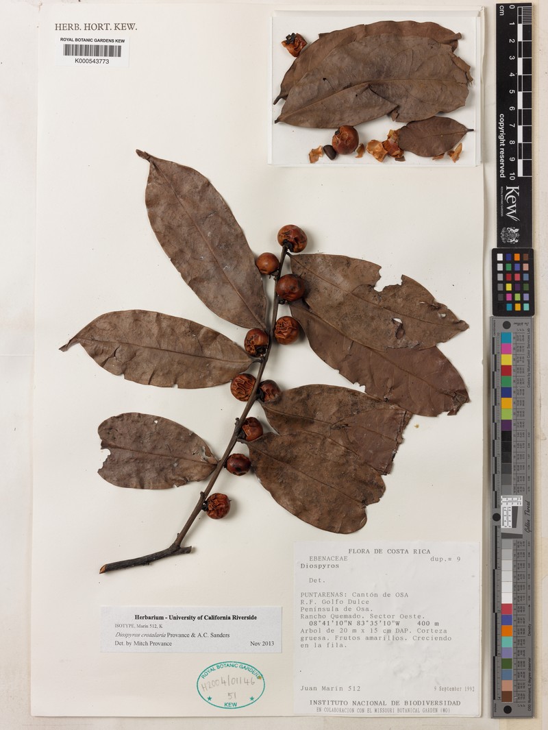 Diospyros juruensis subsp. juruensis photo 6