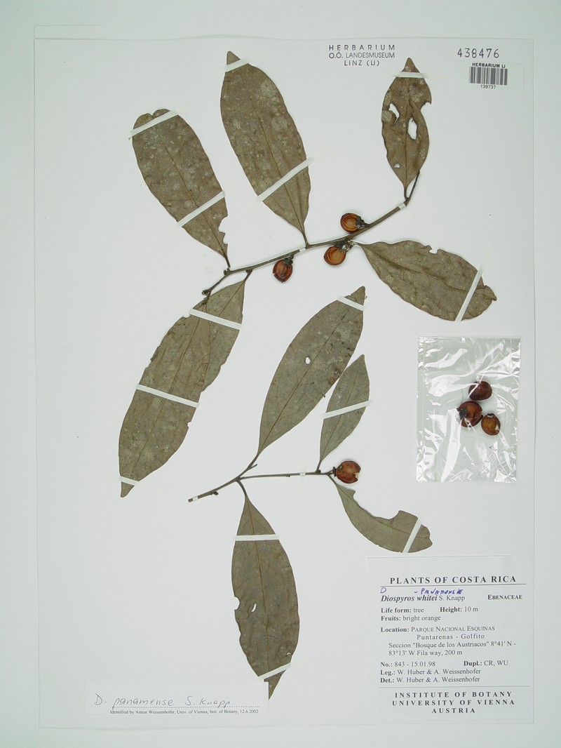 Diospyros juruensis subsp. panamensis
