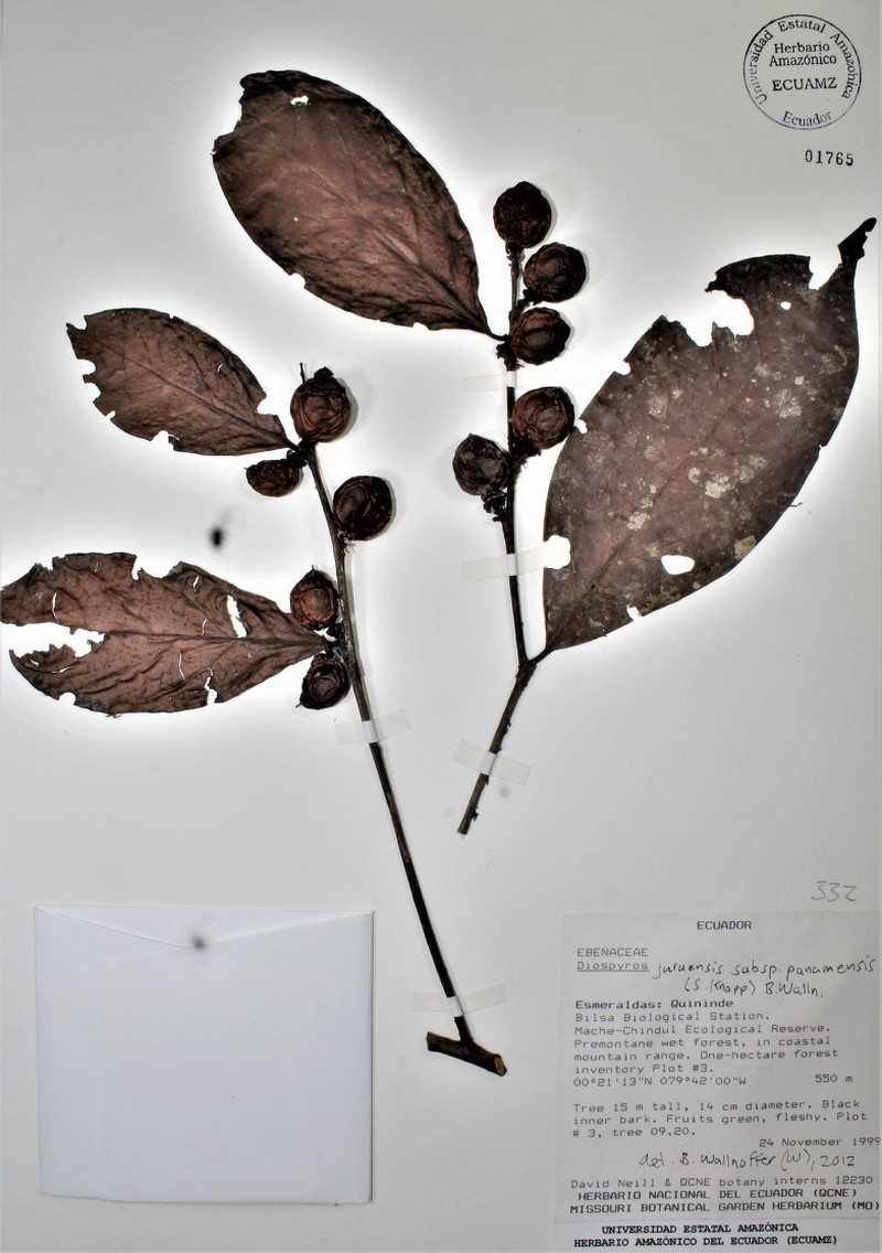 Diospyros juruensis subsp. panamensis photo 2