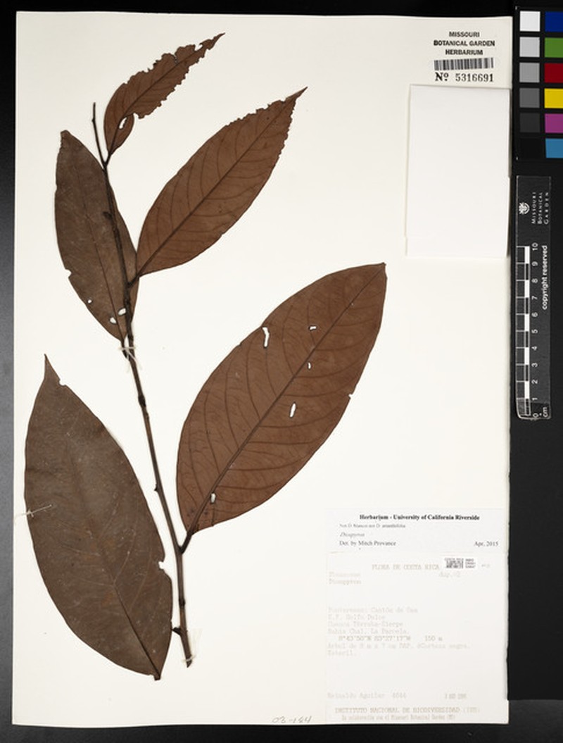 Diospyros juruensis subsp. panamensis photo 3
