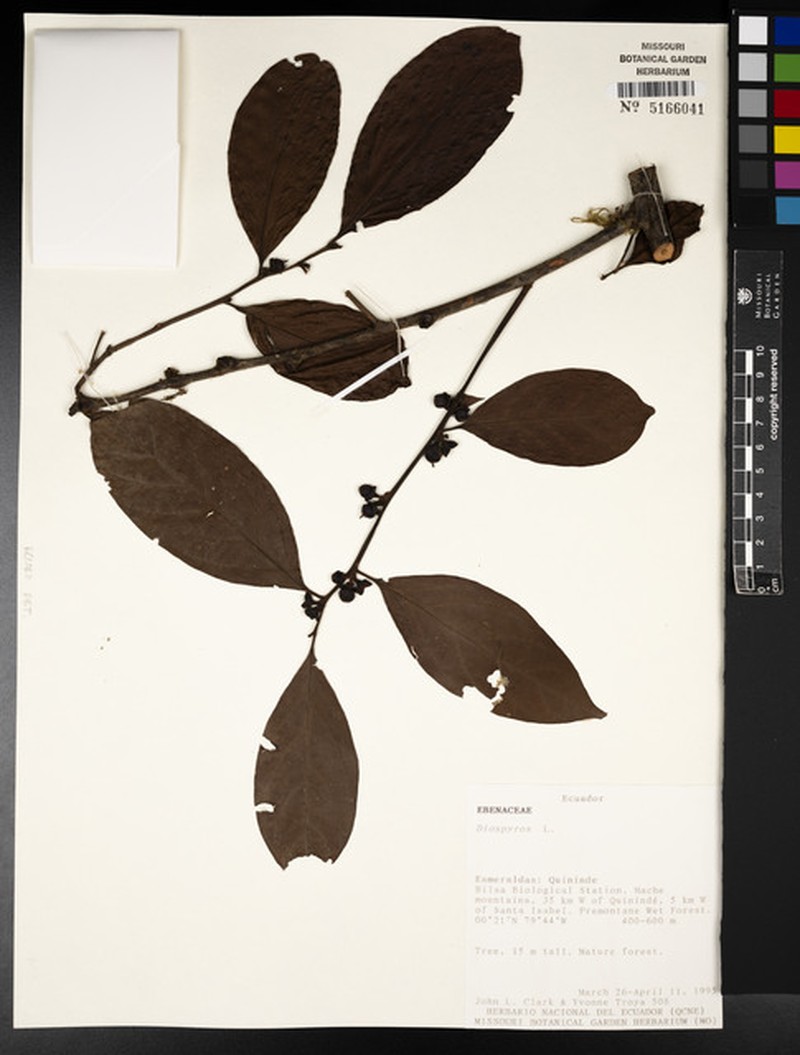 Diospyros juruensis subsp. panamensis photo 4