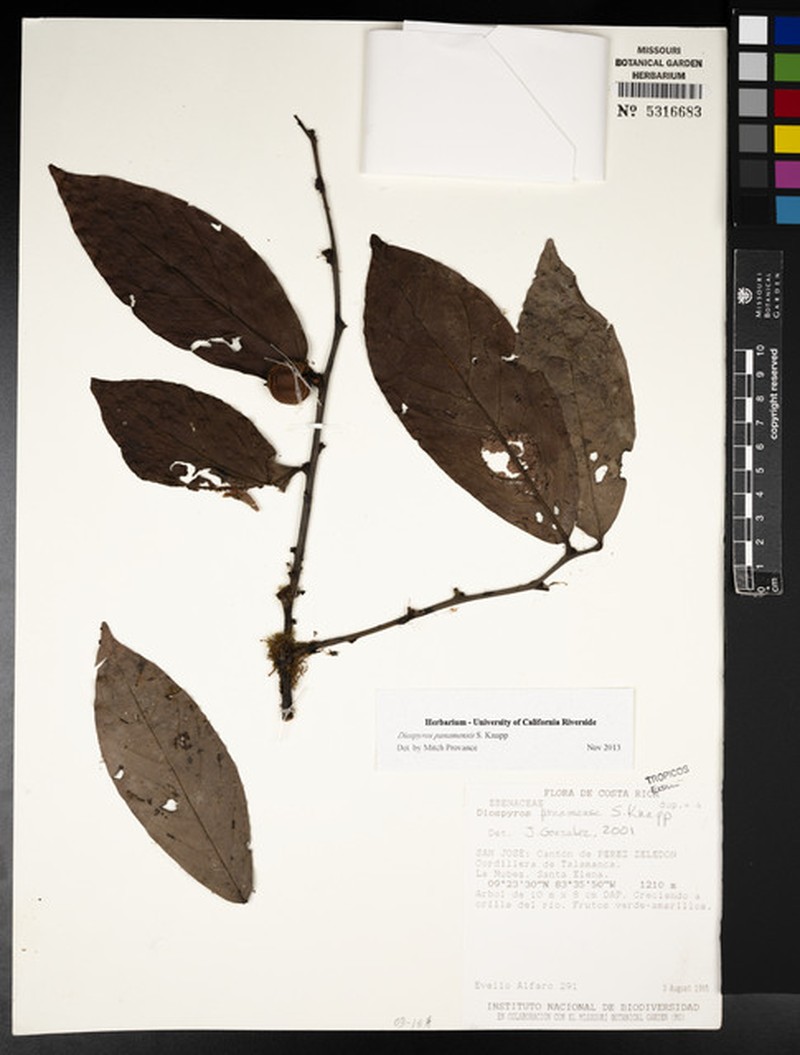 Diospyros juruensis subsp. panamensis photo 5
