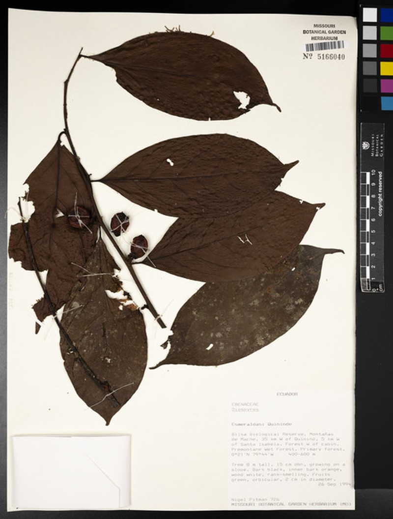 Diospyros juruensis subsp. panamensis photo 6