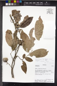 Diospyros kabuyeana