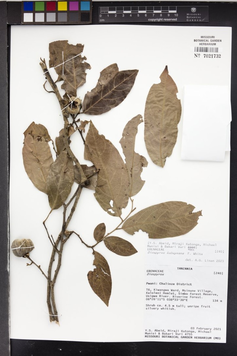Diospyros kabuyeana