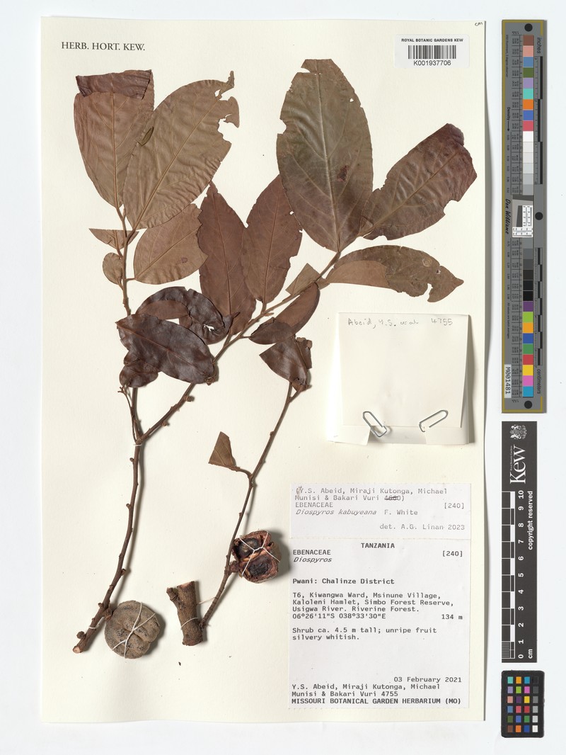 Diospyros kabuyeana photo 2