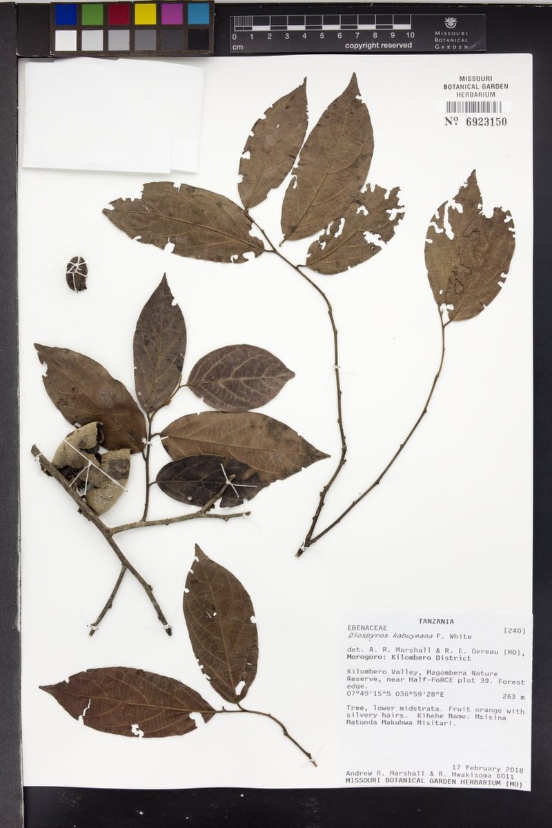 Diospyros kabuyeana photo 3