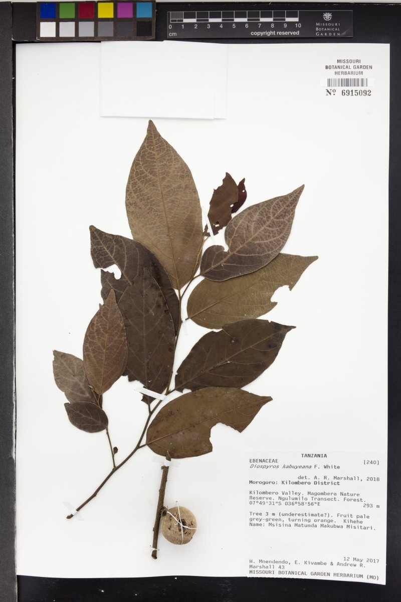 Diospyros kabuyeana photo 4