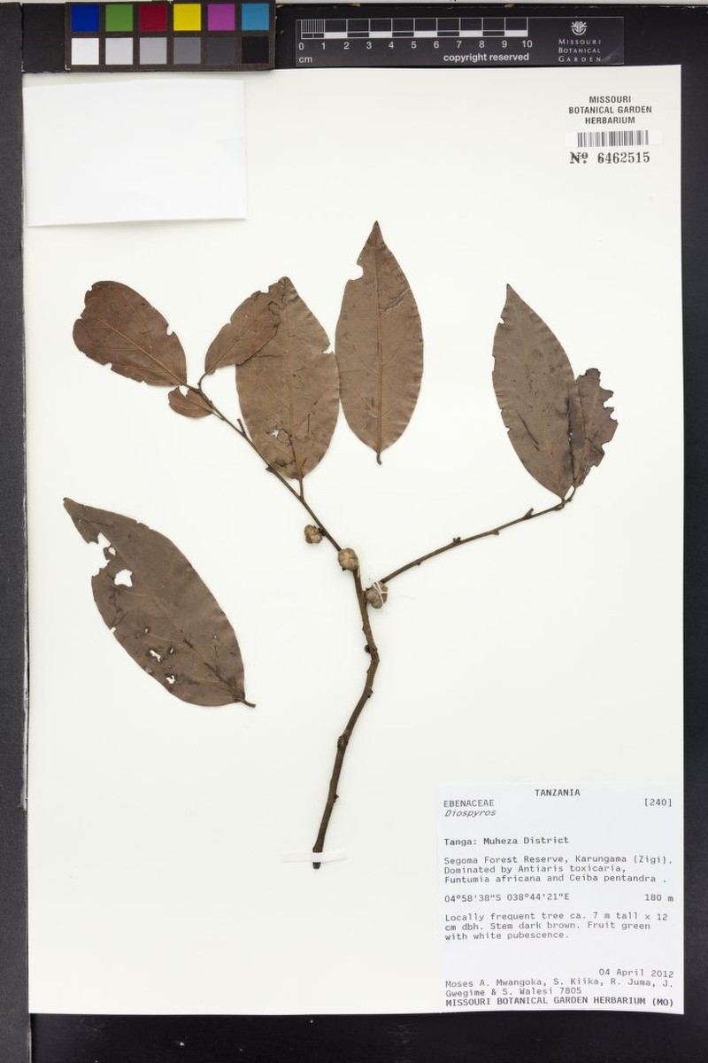 Diospyros kabuyeana photo 5