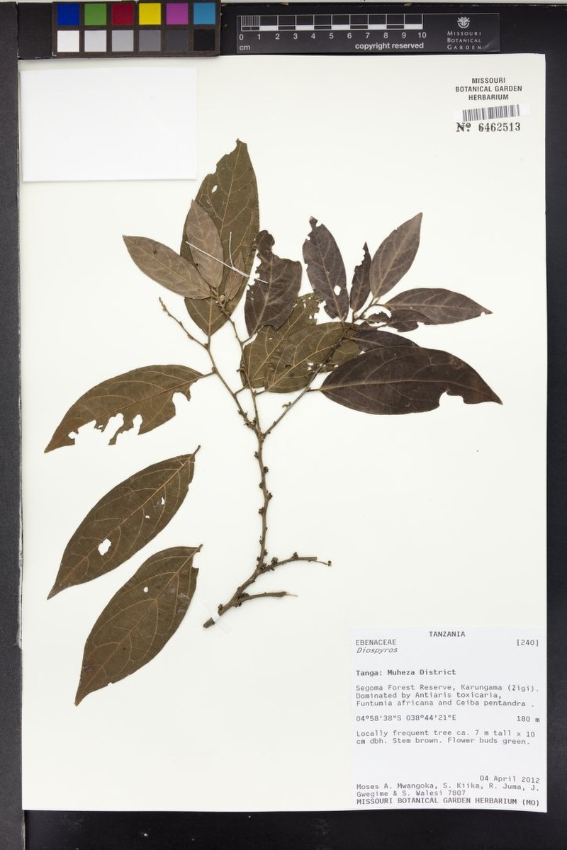 Diospyros kabuyeana photo 6