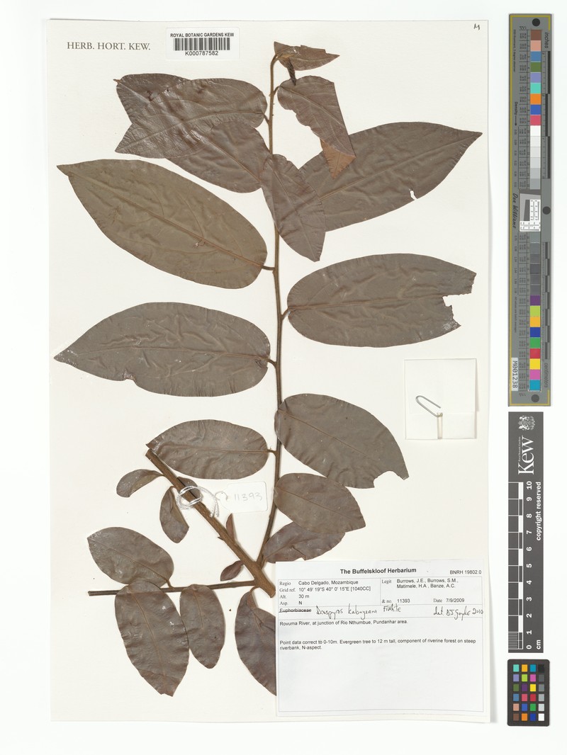 Diospyros kabuyeana photo 7