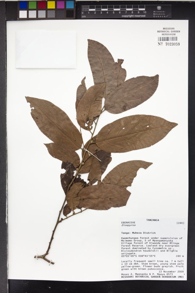 Diospyros kabuyeana photo 8