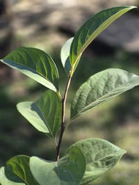 Japanese Persimmon