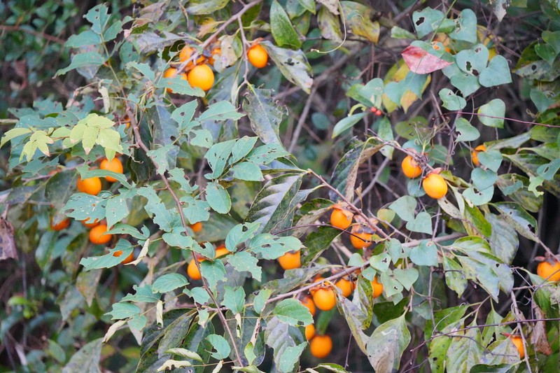Japanese Persimmon photo 2