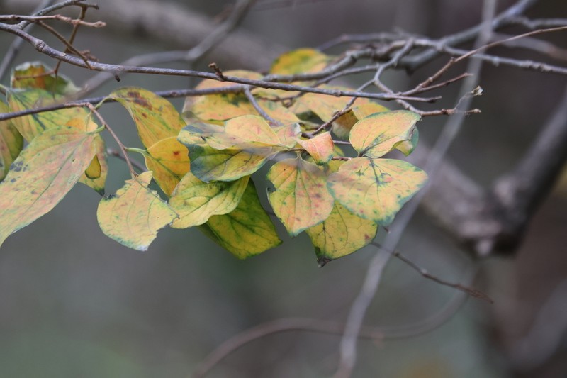Japanese Persimmon photo 4