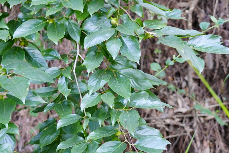 Japanese Persimmon photo 5