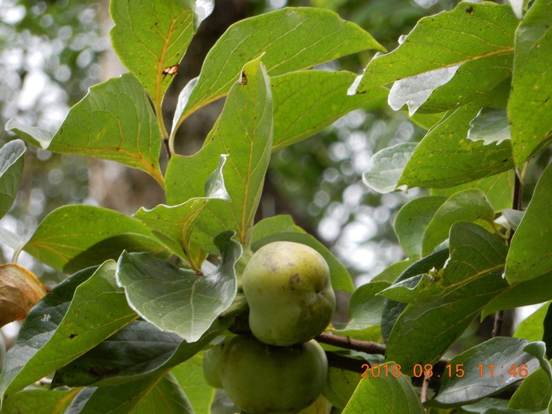 Japanese Persimmon photo 6