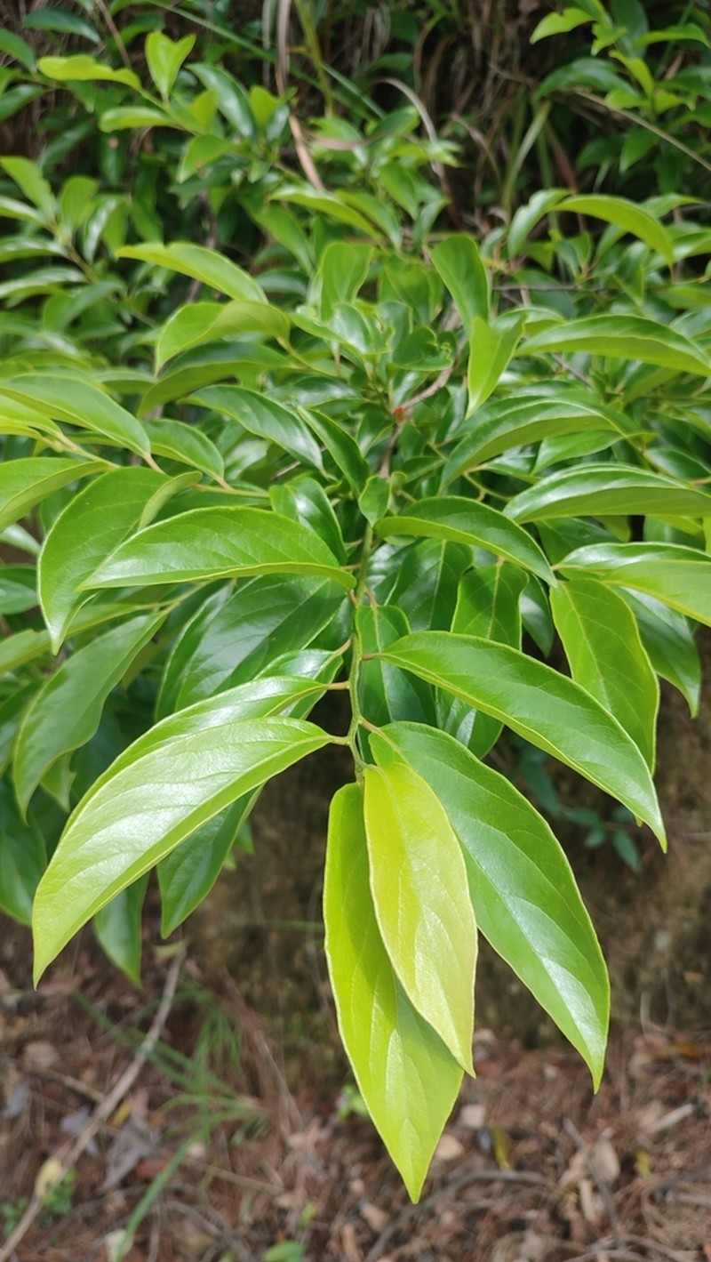 Japanese Persimmon photo 8