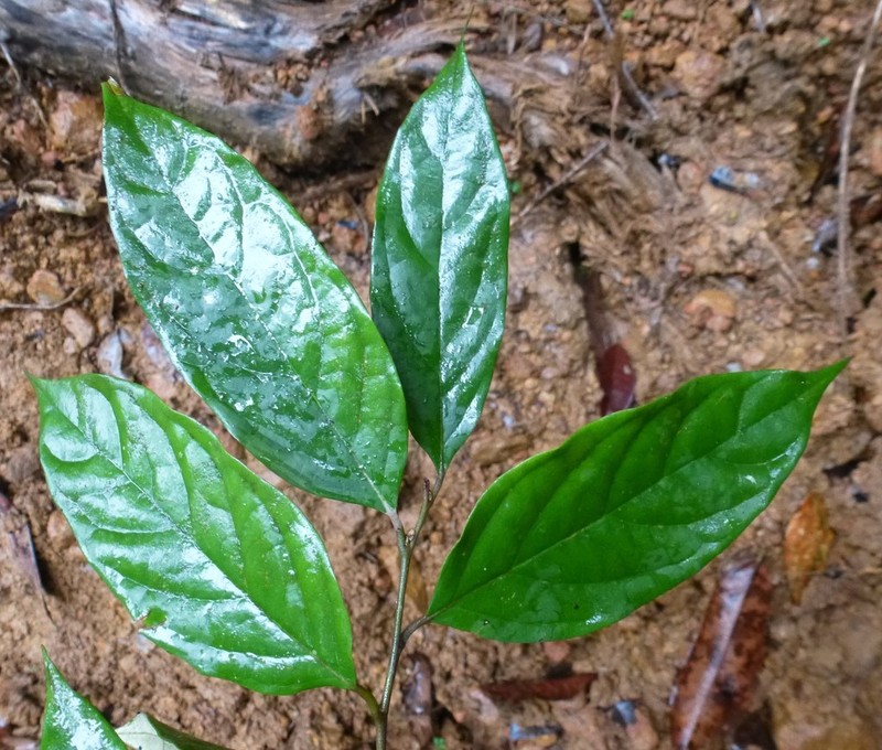 Diospyros kamerunensis
