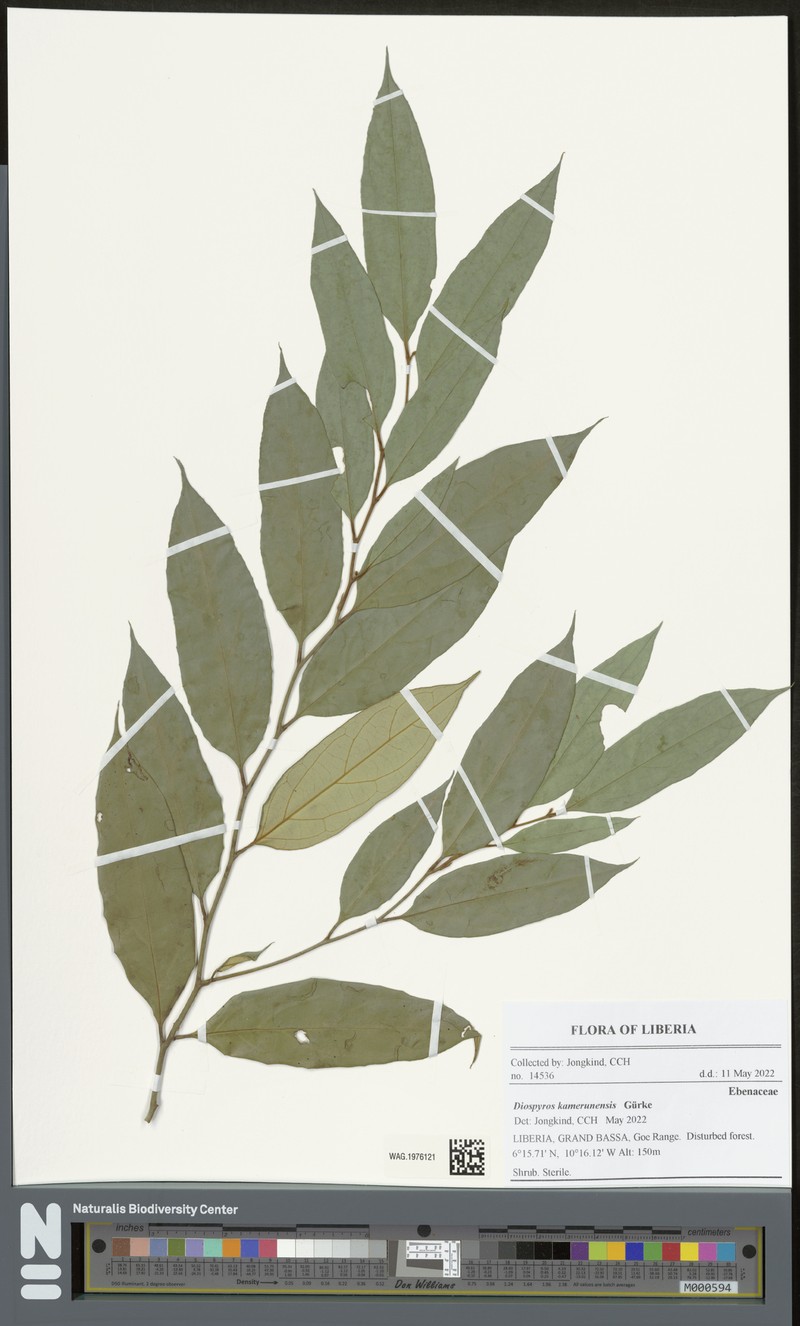 Diospyros kamerunensis photo 2