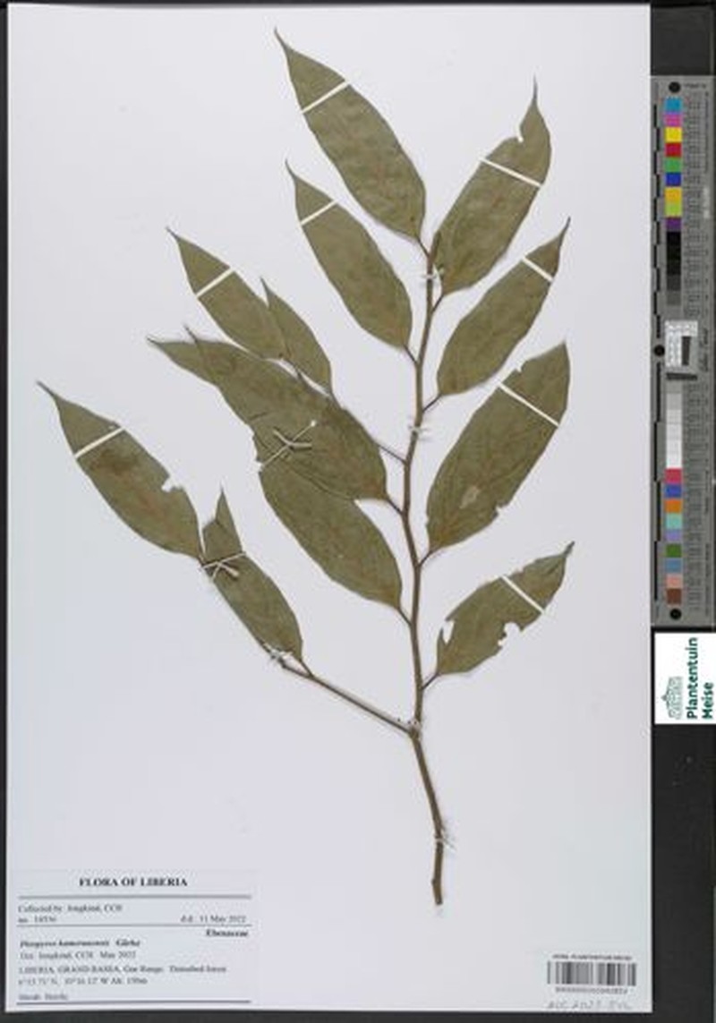 Diospyros kamerunensis photo 3