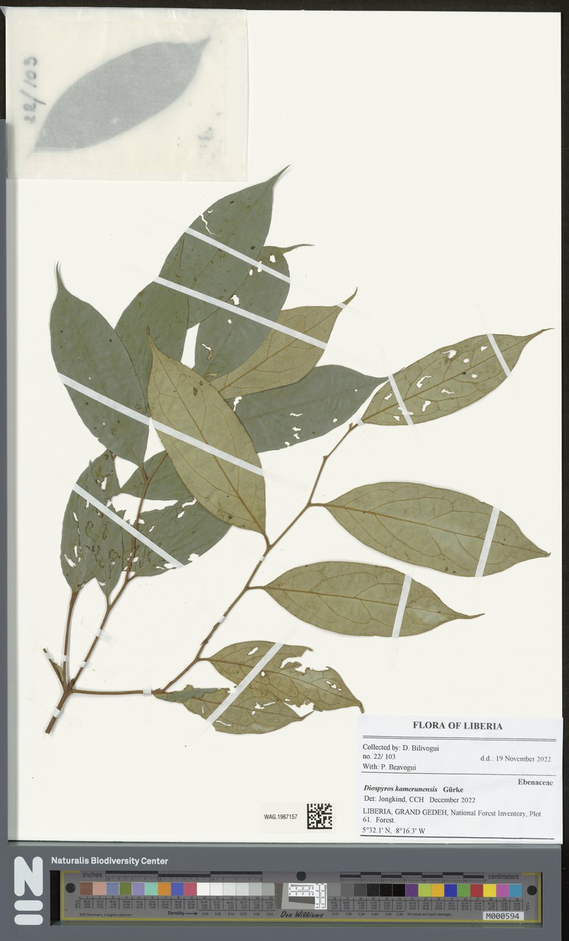 Diospyros kamerunensis photo 4