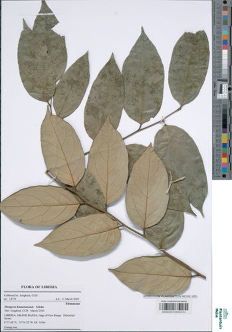 Diospyros kamerunensis photo 5