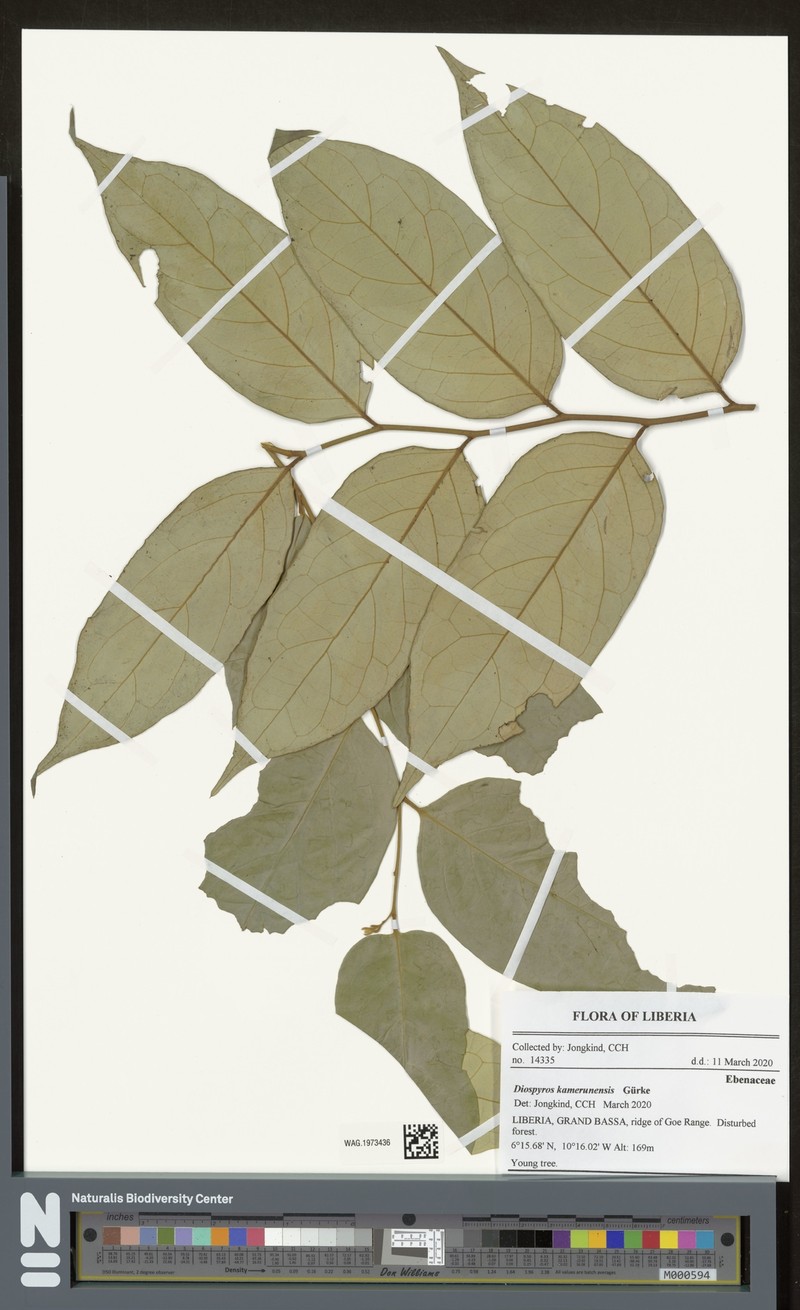 Diospyros kamerunensis photo 6