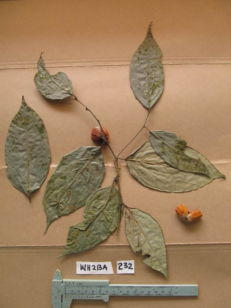 Diospyros kamerunensis photo 7