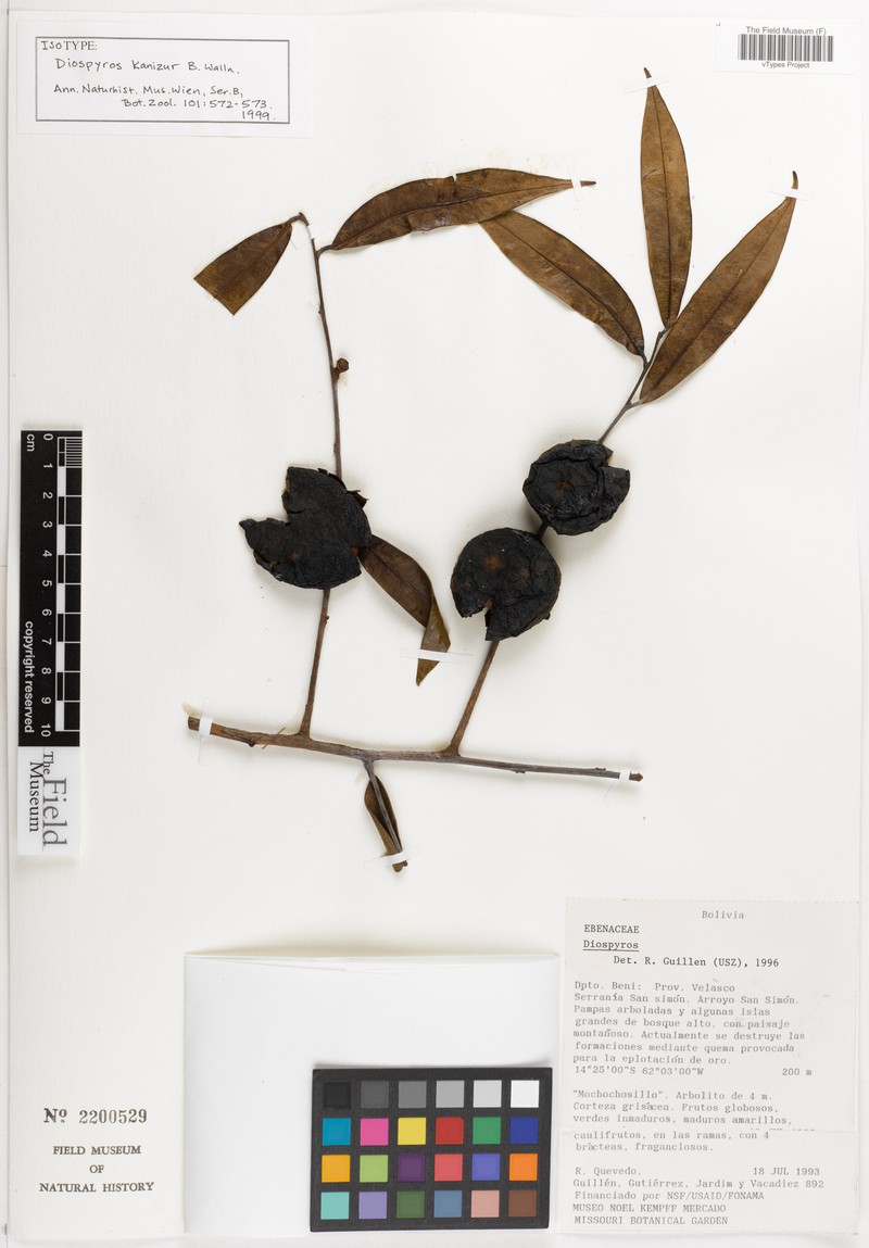 Diospyros kanizur