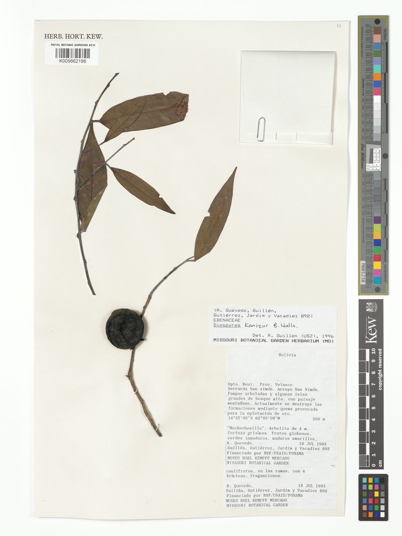 Diospyros kanizur photo 3