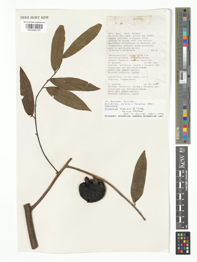 Diospyros kanizur photo 4