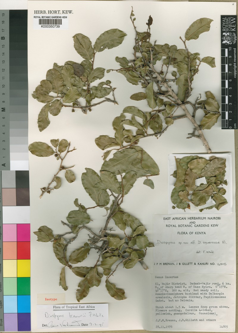 Diospyros kanurii
