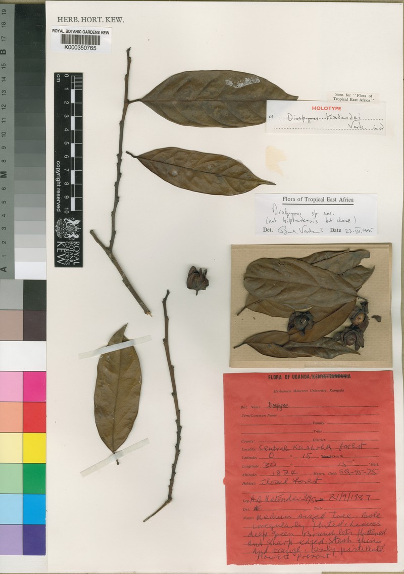 Diospyros katendei