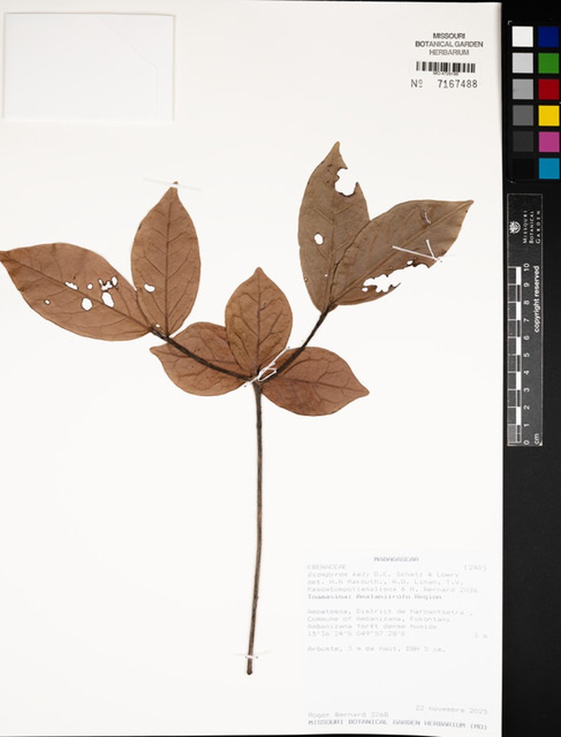 Diospyros kely