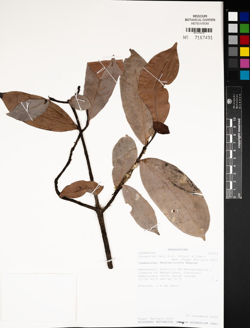 Diospyros kely photo 2