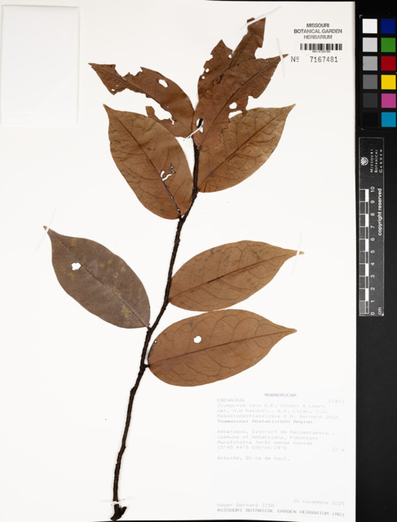 Diospyros kely photo 3