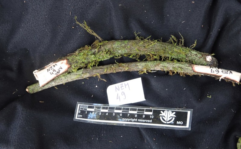 Diospyros kely photo 4
