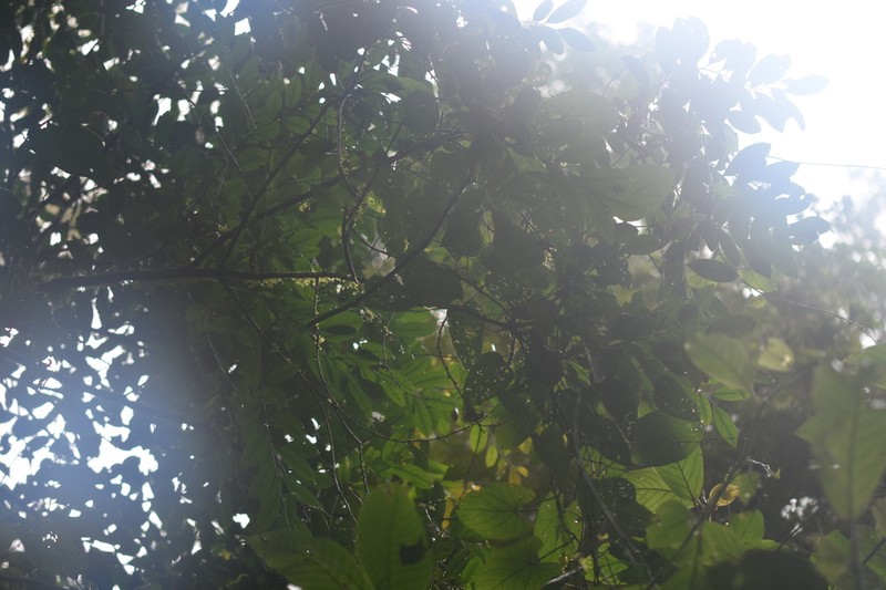 Diospyros kerrii