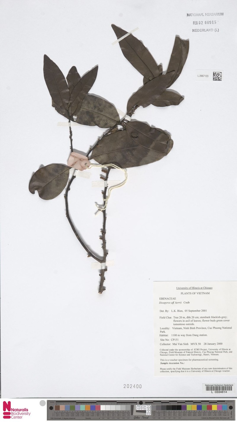 Diospyros kerrii photo 2