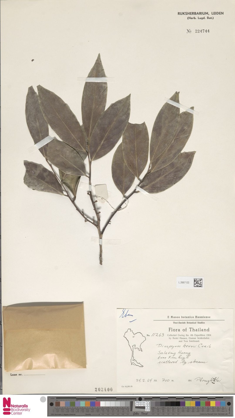 Diospyros kerrii photo 3