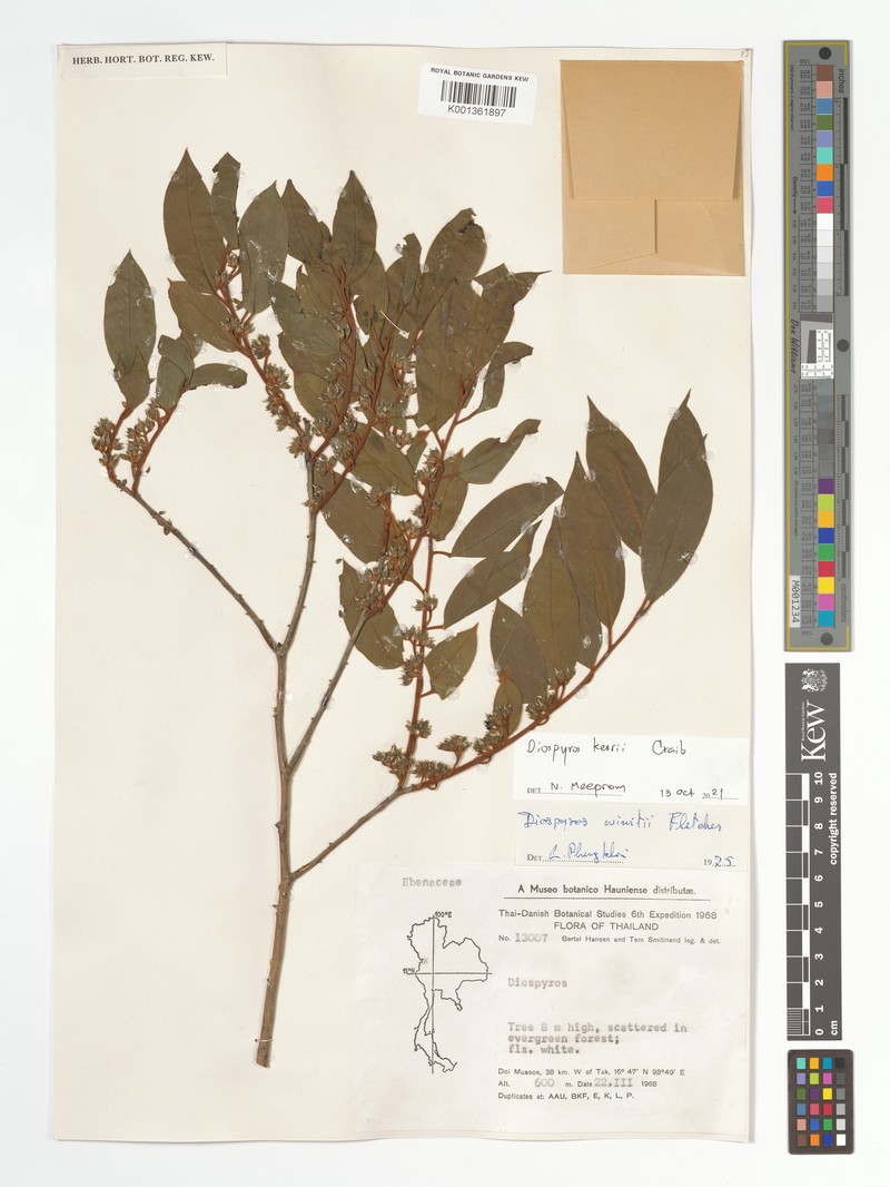 Diospyros kerrii photo 4