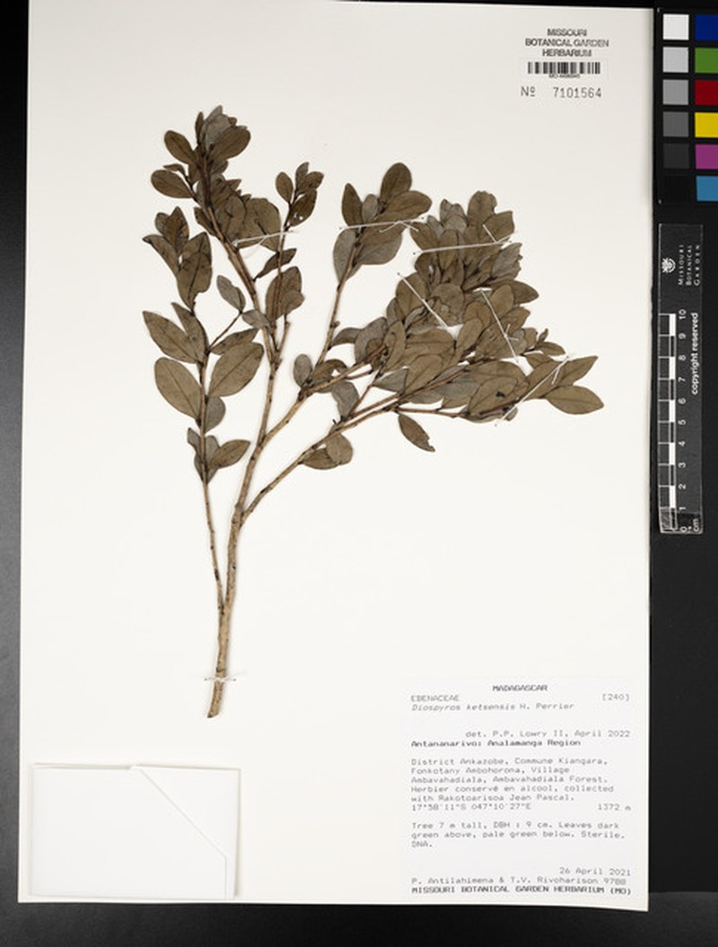 Diospyros ketsensis