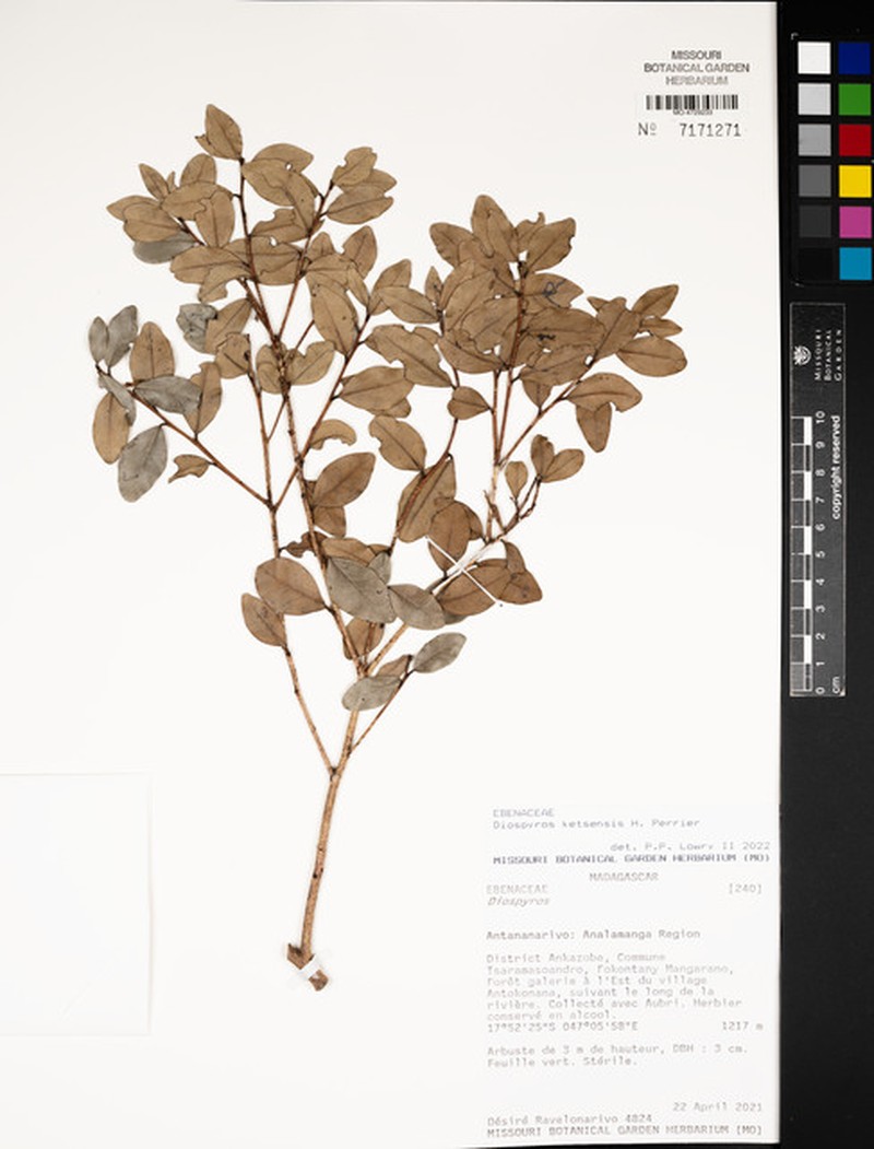 Diospyros ketsensis photo 2